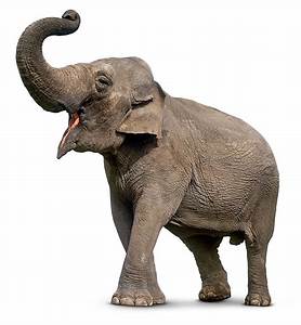 فیل