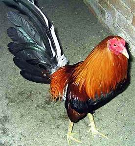 خروس