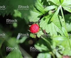 توت فرنگی گوه ای