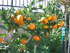 نارنجی