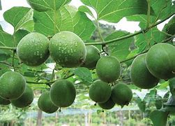 لیمو (معمولی، مایر)