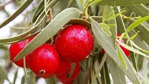 عناب