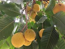 انبه (سبز، قرمز)