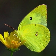 پروانه