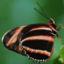 پروانه