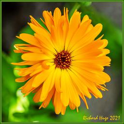 ژربرا زرد