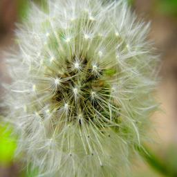 قاصدک معمولی