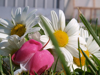 ژربرا زرد