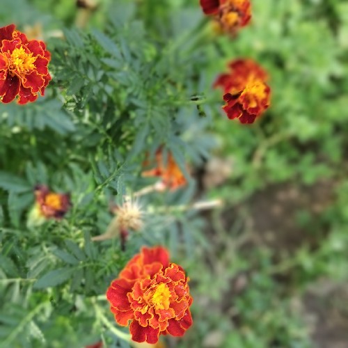 میخک قرمز