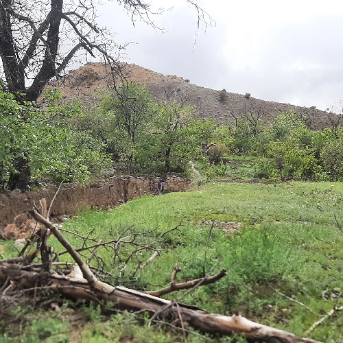 سبزه