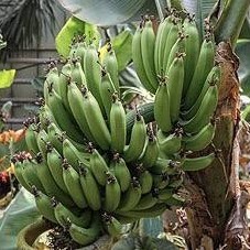 موز (زرد، قرمز، انگشت خانم)