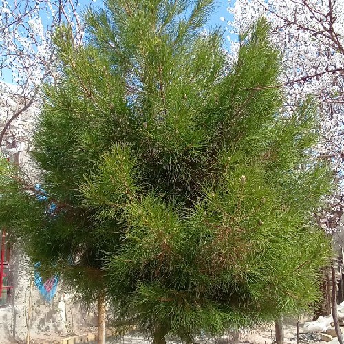 طبیعت‌گردی