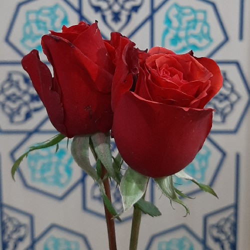 رز قرمز